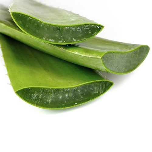 Hoja De Aloe Vera o Sabila