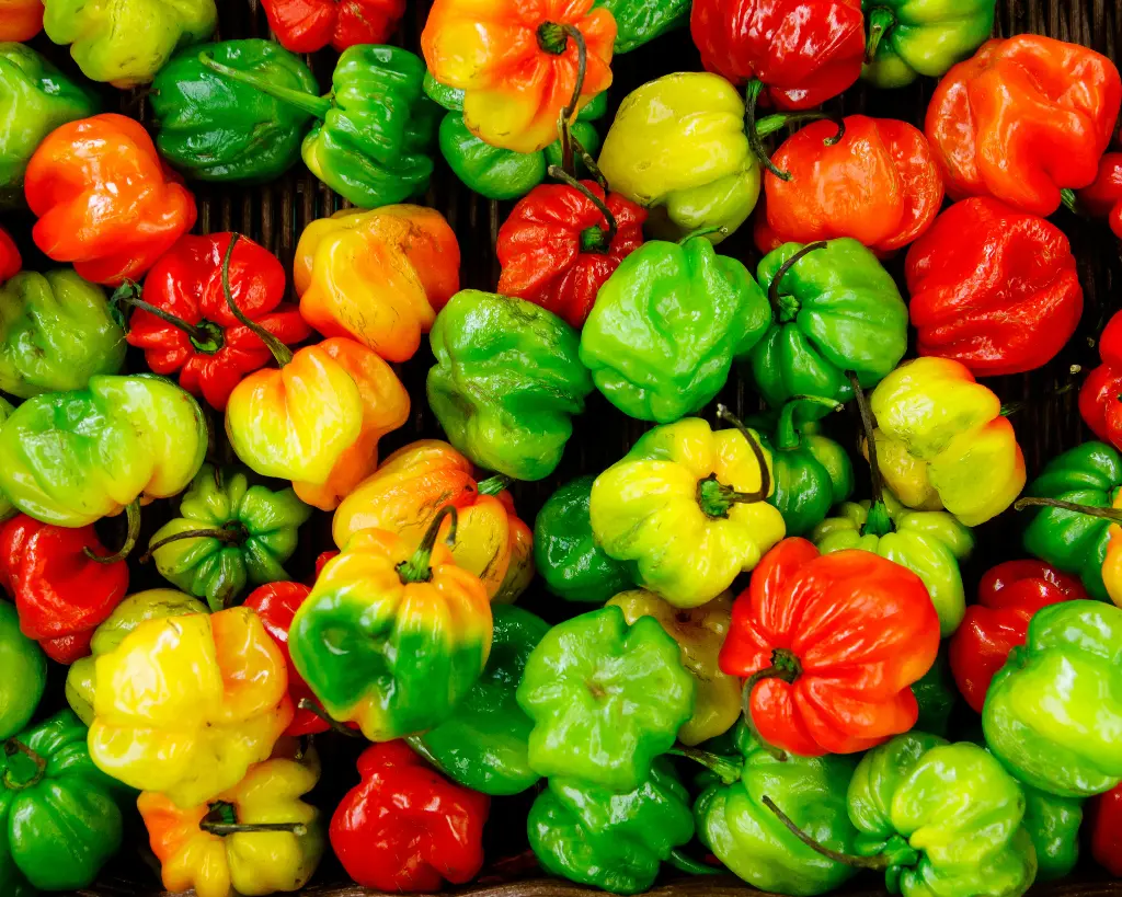 Hot Pepper 