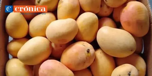 [mango] Mango De Chupar Original Mango Baby El Precio Es Por Kilo