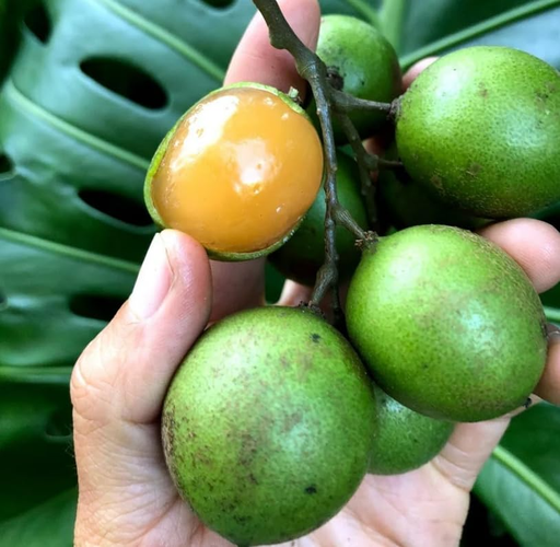 Mamon Limoncillo Mamoncillo Quenepa (Precio Por Kilo)