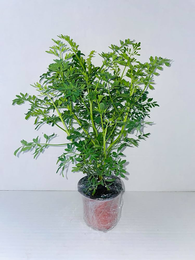 Planta De Ruda Original