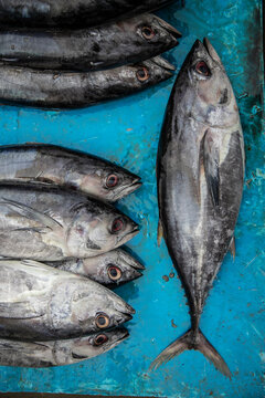 [tonno] Filoni Di Tonno Entero De Tono 1kg El Precio Es Por Kilo Pescado Ecuador Bonito