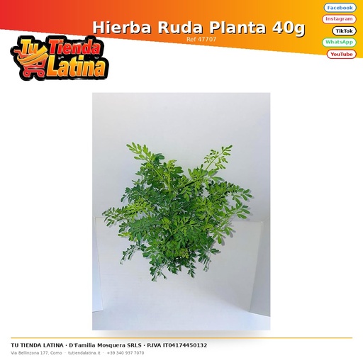 [47707] Hierba Ruda Planta 40g 